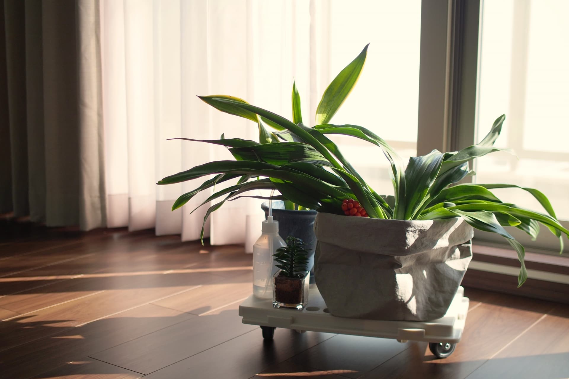 掃き出し窓から植物への光